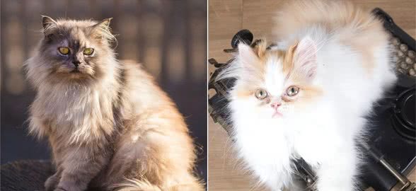 事实证明，消失已久的波斯猫，再也回不到过去了!