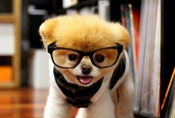 狗狗常见疾病和简单的用药