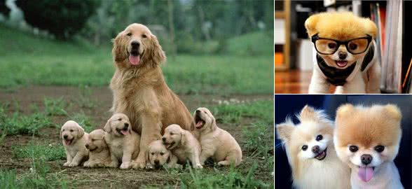 狗狗常见疾病和简单的用药