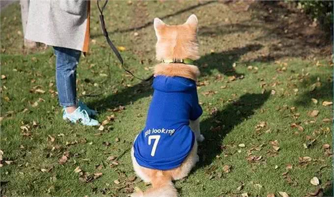 防晕车，不拉稀：兽医驴友教你正确带狗出游