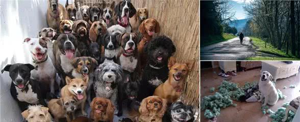 防晕车,不拉稀:兽医驴友教你正确带狗出游