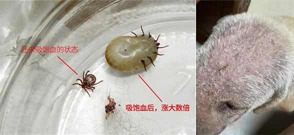 狗身上寄生虫太可怕了，尤其是这5种，头皮发麻，一定要及时防治