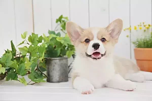 狗狗打喷嚏了，是感冒吗?