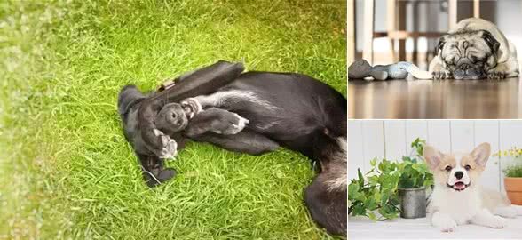 狗狗打喷嚏了，是感冒吗?