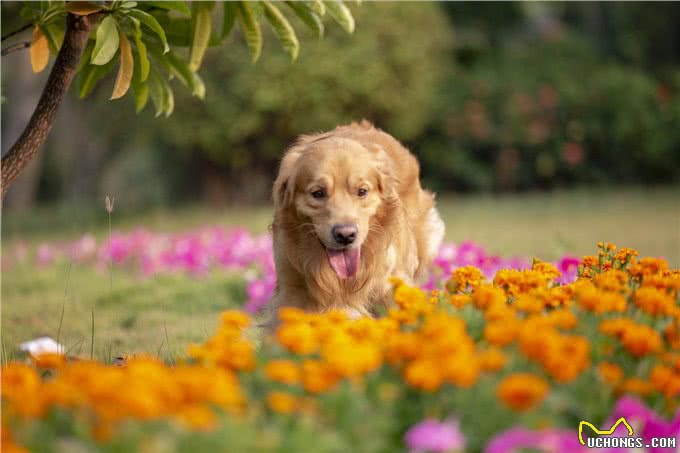 金毛犬怀孕怎么照顾?四大事项值得注意