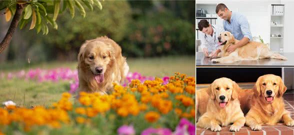 金毛犬怀孕怎么照顾?四大事项值得注意