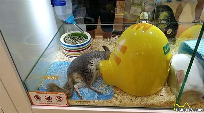 亚宠展，真的专业吗?宠物并不只有犬猫，也请关注其他小动物