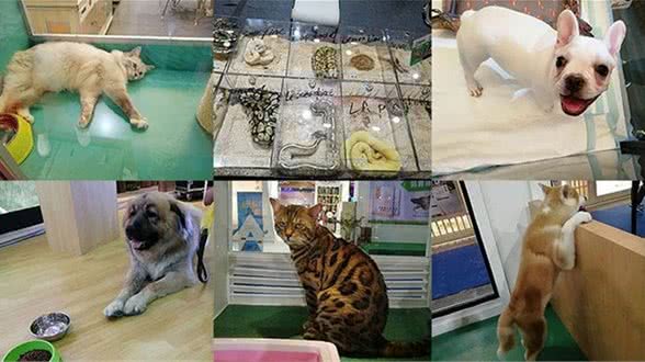 亚宠展,真的专业吗?宠物并不只有犬猫,也请关注其他小动物