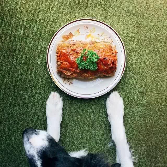 狗狗放屁健康问题一次解答
