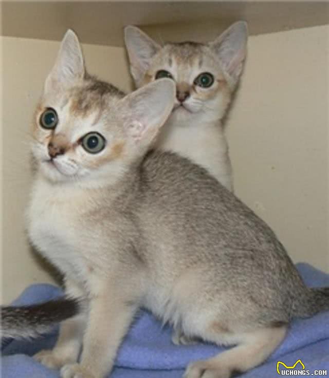 新加坡猫与peppos猫砂盆更搭