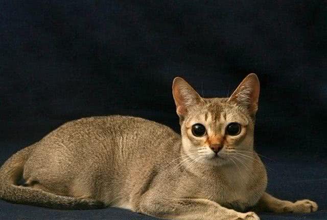 新加坡猫与peppos猫砂盆更搭