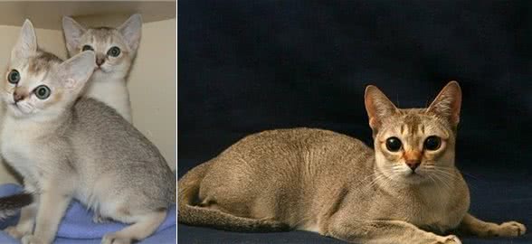 新加坡猫与peppos猫砂盆更搭