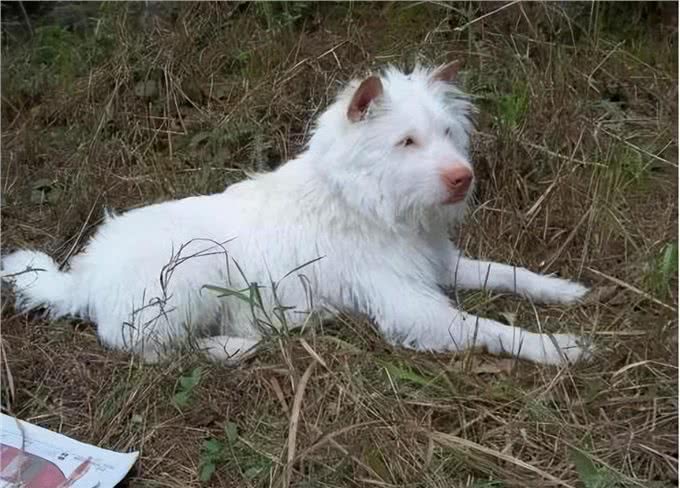 养狗，就养下司犬，养了才知道有多香!