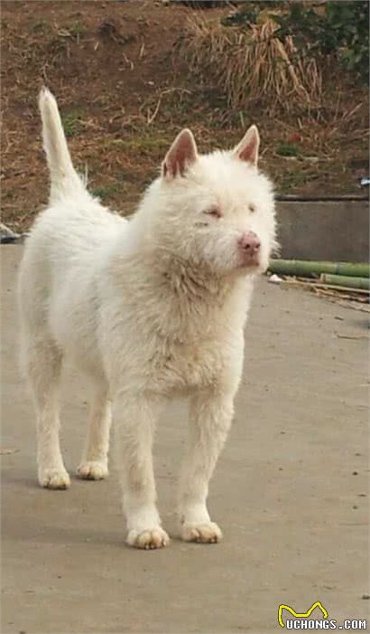 养狗，就养下司犬，养了才知道有多香!