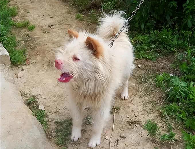 养狗，就养下司犬，养了才知道有多香!