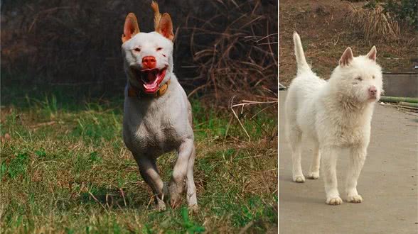养狗,就养下司犬,养了才知道有多香!
