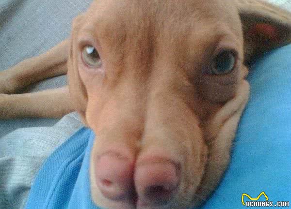 狗界的成龙大哥?这大鼻子绝对是第一名!