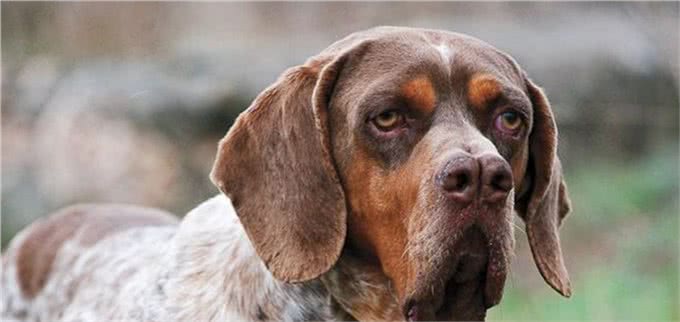 狗界的成龙大哥?这大鼻子绝对是第一名!