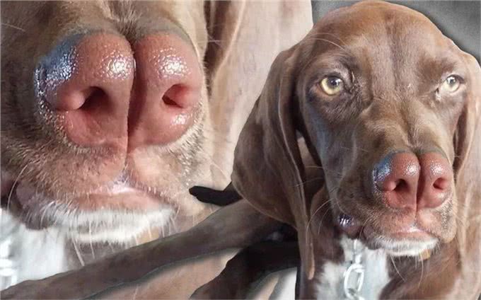 狗界的成龙大哥?这大鼻子绝对是第一名!