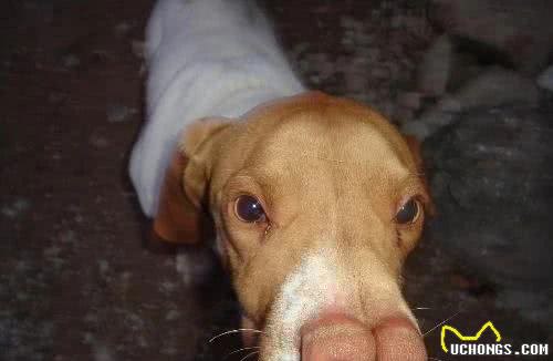 狗界的成龙大哥?这大鼻子绝对是第一名!