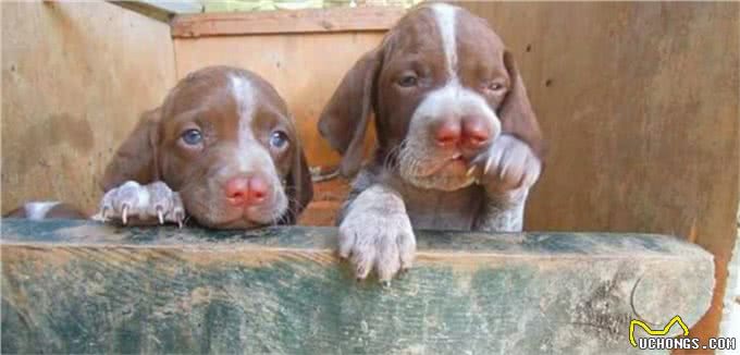 狗界的成龙大哥?这大鼻子绝对是第一名!