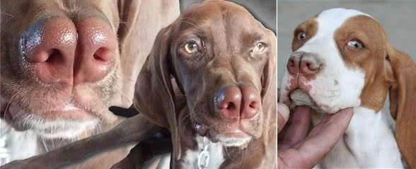 狗界的成龙大哥?这大鼻子绝对是第一名!
