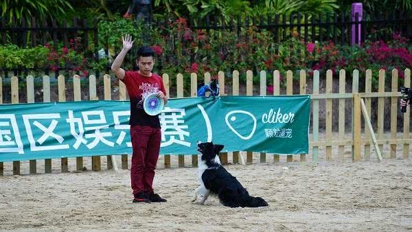 萌趣十足飞盘狗大赛SHOW翻欢乐谷