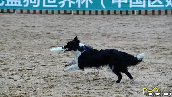 萌趣十足飞盘狗大赛SHOW翻欢乐谷