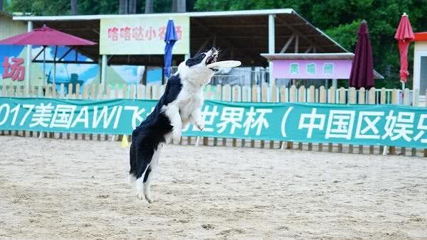 萌趣十足飞盘狗大赛SHOW翻欢乐谷