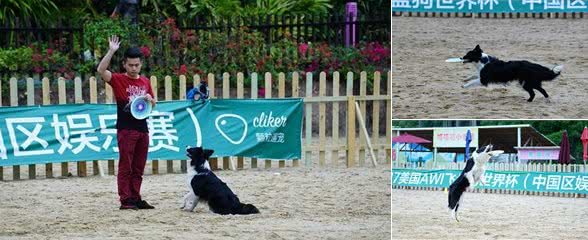 萌趣十足飞盘狗大赛SHOW翻欢乐谷