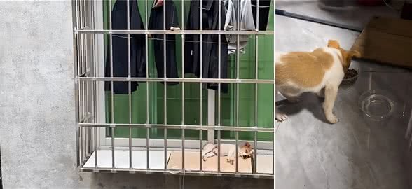 高温下情侣将幼犬扔在窗台,女子提出领养,主人:给500块带走