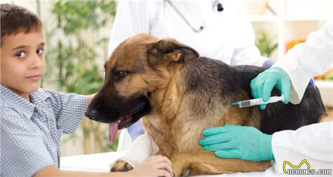 关爱狗狗，从这四个关键点开始，最后一个很多人都忽略了