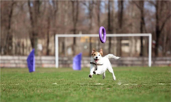 关爱狗狗，从这四个关键点开始，最后一个很多人都忽略了