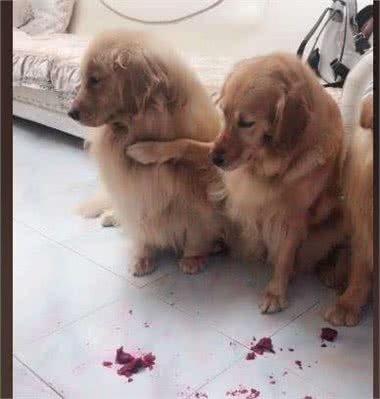 狗狗除了吃单调无味的狗粮,还可以吃下面几种美味的水果