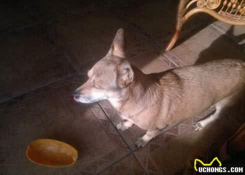 狗狗除了吃单调无味的狗粮,还可以吃下面几种美味的水果