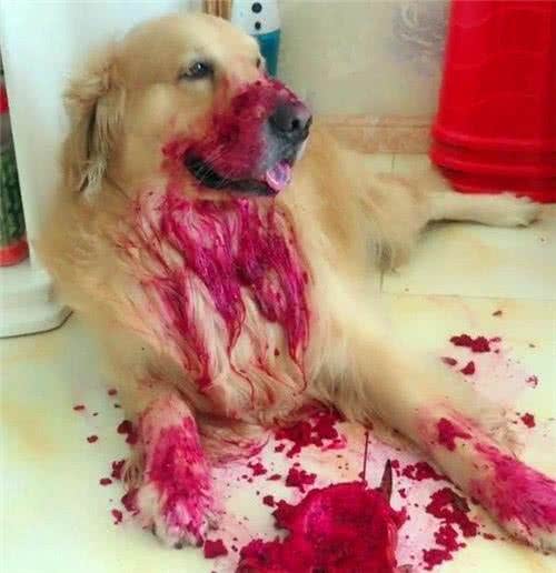 狗狗除了吃单调无味的狗粮,还可以吃下面几种美味的水果