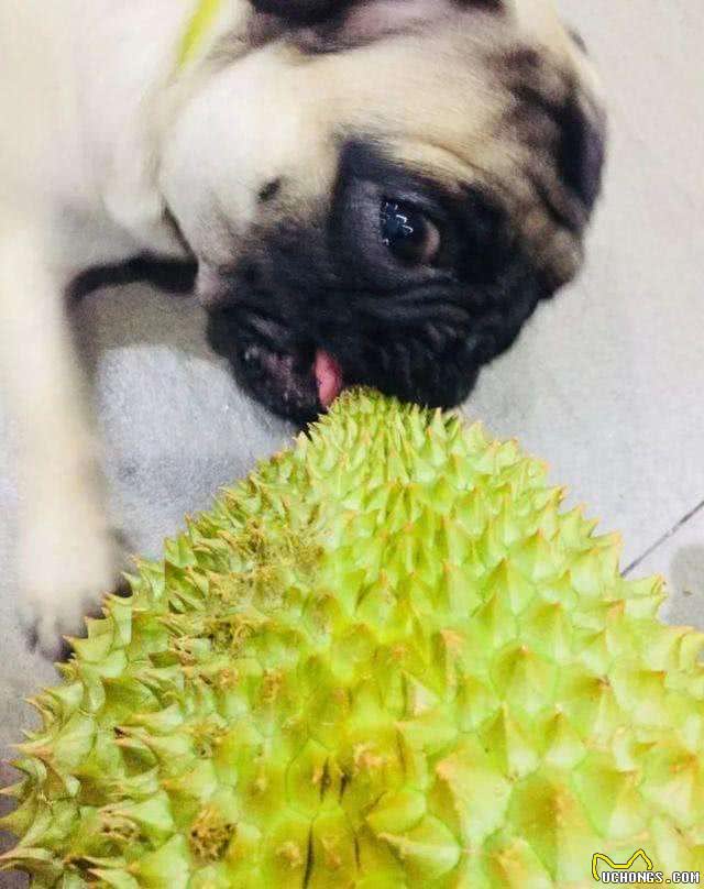 狗狗除了吃单调无味的狗粮，还可以吃下面几种美味的水果