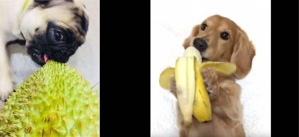 狗狗除了吃单调无味的狗粮,还可以吃下面几种美味的水果