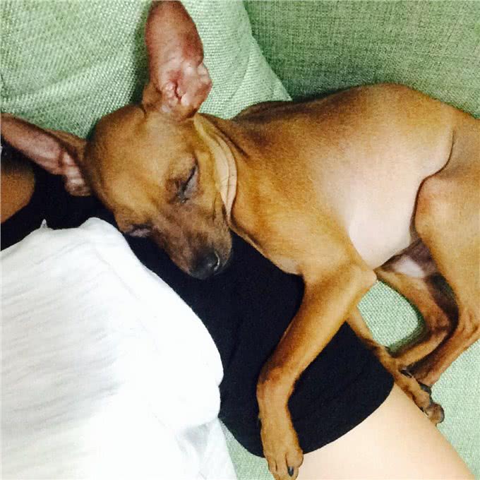 新手养狗:如何让狗狗学会独处不乱叫