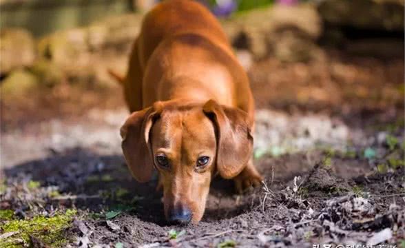 狗狗为什么会吃他们的便便?