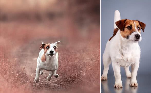 狗狗口臭该怎么办?