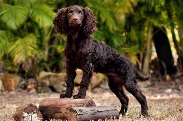 每日一犬-美国水猎犬