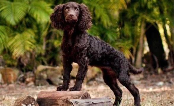 每日一犬-美国水猎犬