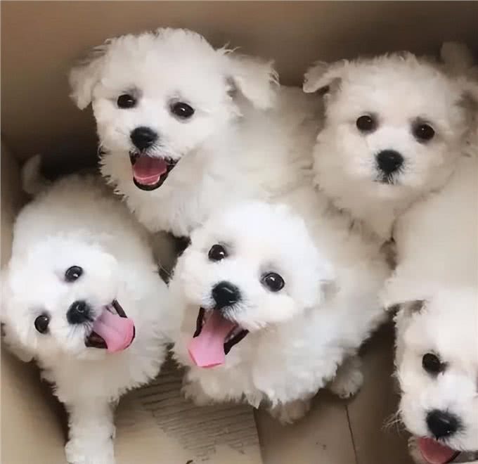 怎么能挑选到一只好小狗?5点小秘籍!