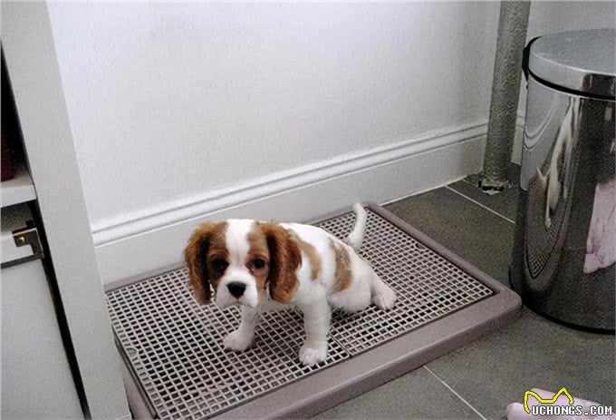 狗狗定点排便七步法，最快3天学会