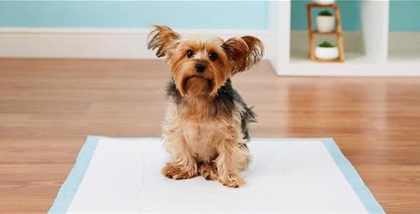 狗狗定点排便七步法，最快3天学会