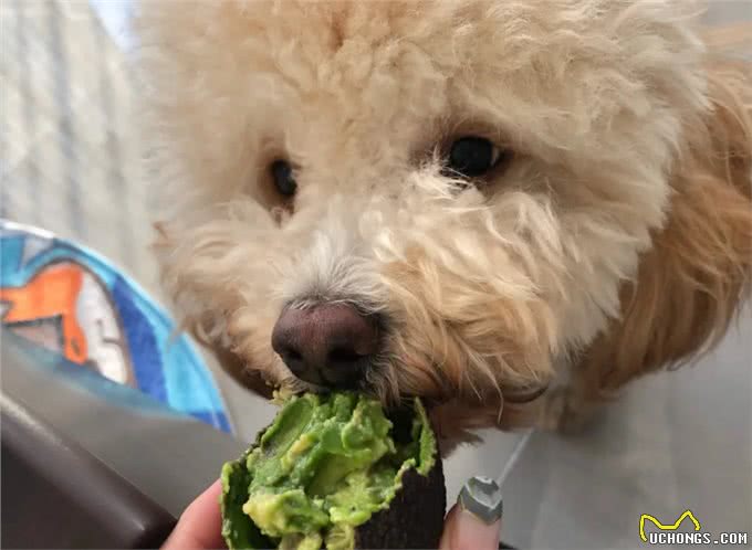 警告:这些食物不能喂狗，可能会让它随时丢命