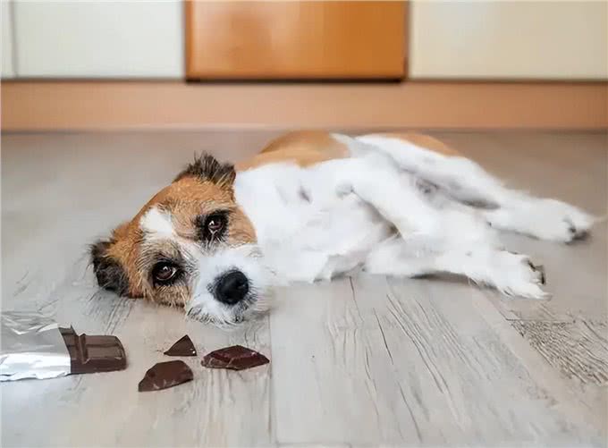 警告:这些食物不能喂狗，可能会让它随时丢命