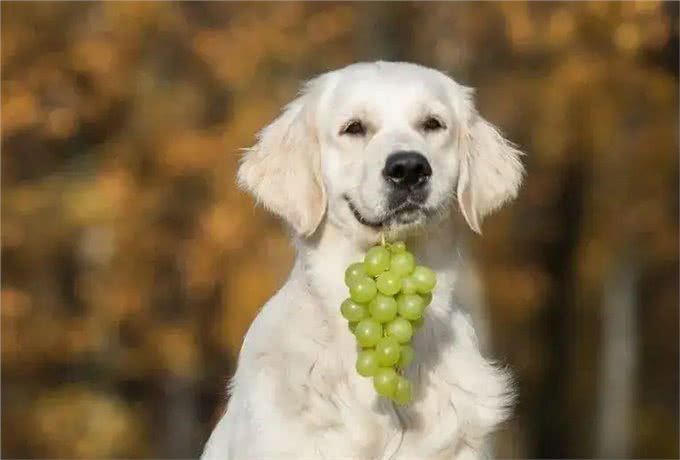 警告:这些食物不能喂狗，可能会让它随时丢命