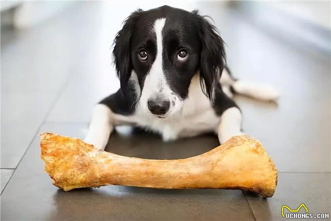 警告:这些食物不能喂狗，可能会让它随时丢命